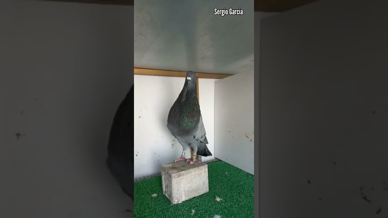 Palomero vecino de Martos (Jaén) nos enseña y describe sus palomas y su palomar de la raza Marteño