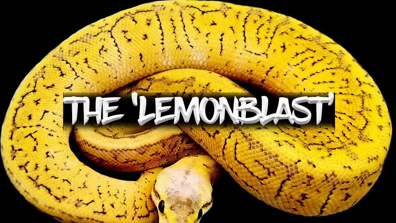 Шаровидный питон «Lemonblast»