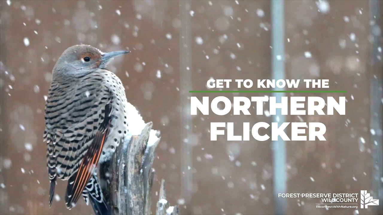 Get To Know The Northern Flicker