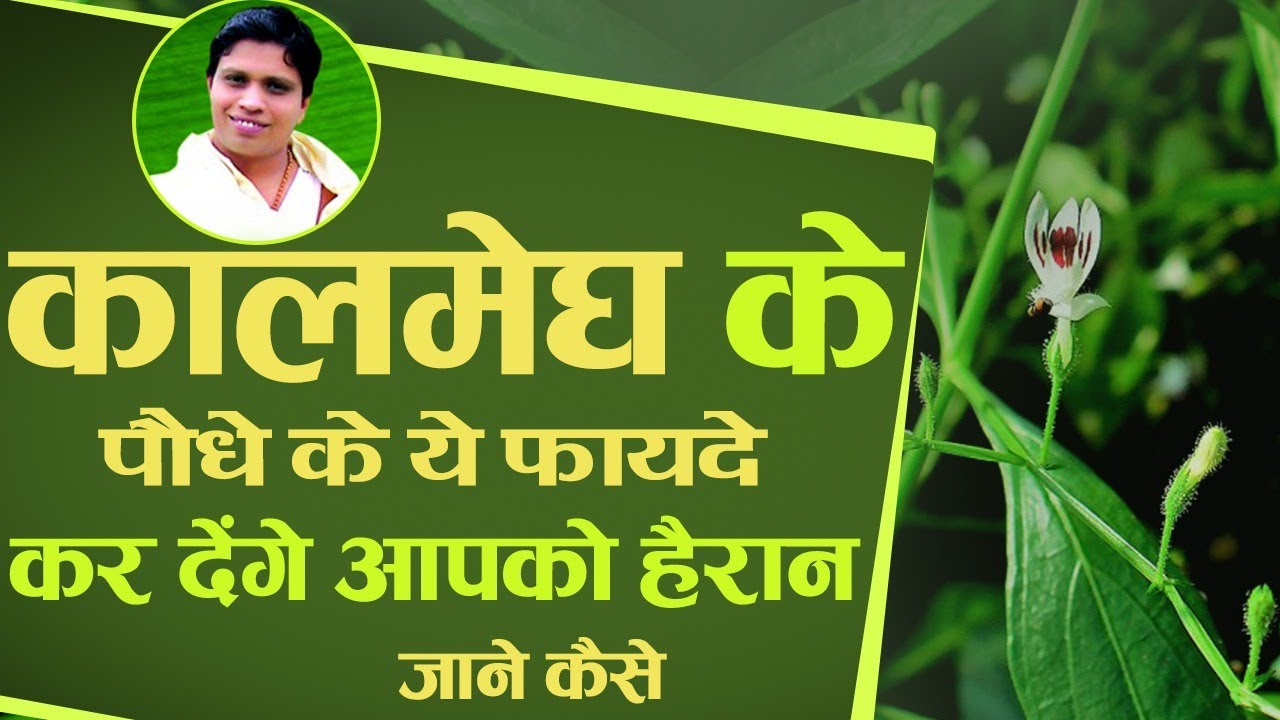 कालमेघ (Green chiretta) के पौधे के ये फायदे कर देंगे आप को हैरान जाने कैसे || Acharya Balkrishna