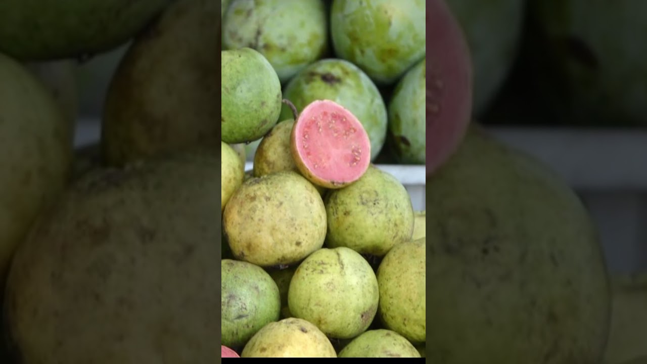 Fakta Jambu Biji Australia #shorts