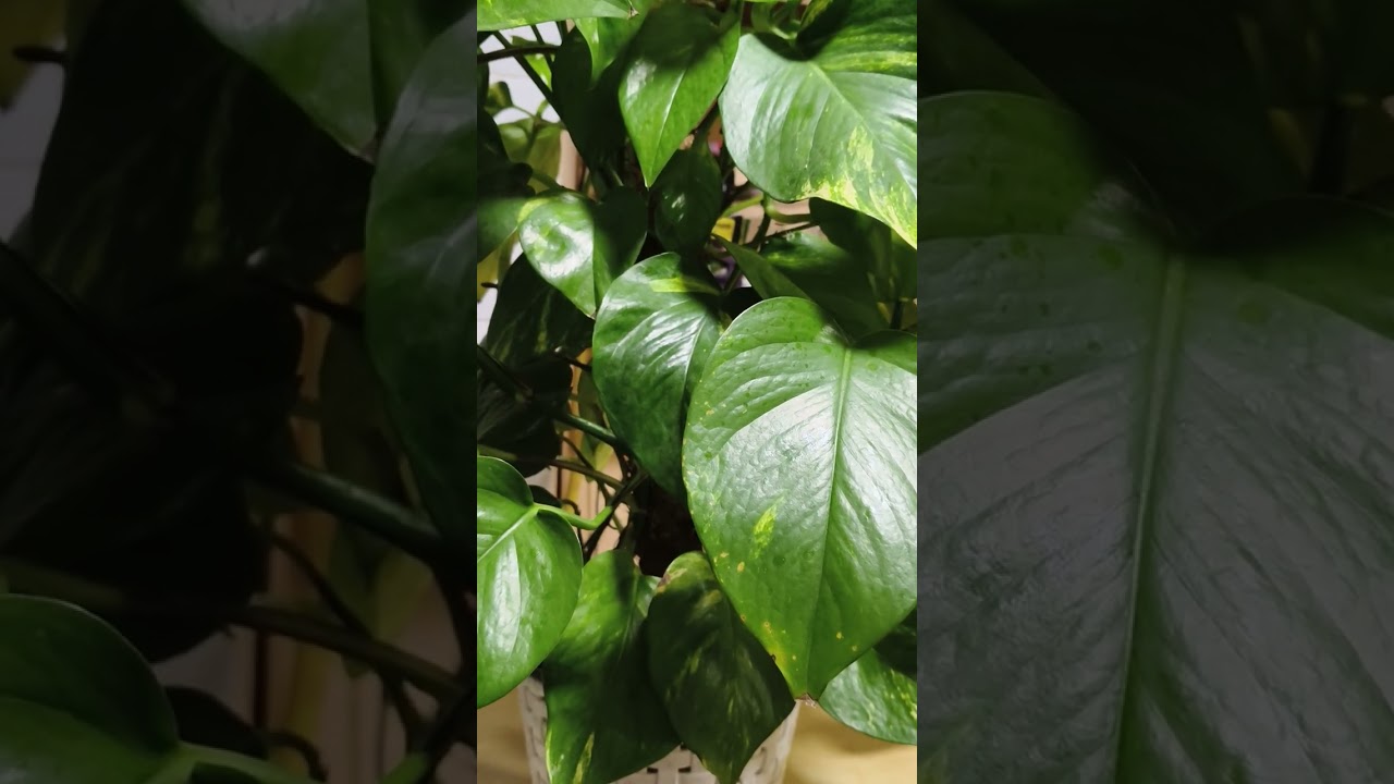 @EmerisChannel.@Персик Канал. 