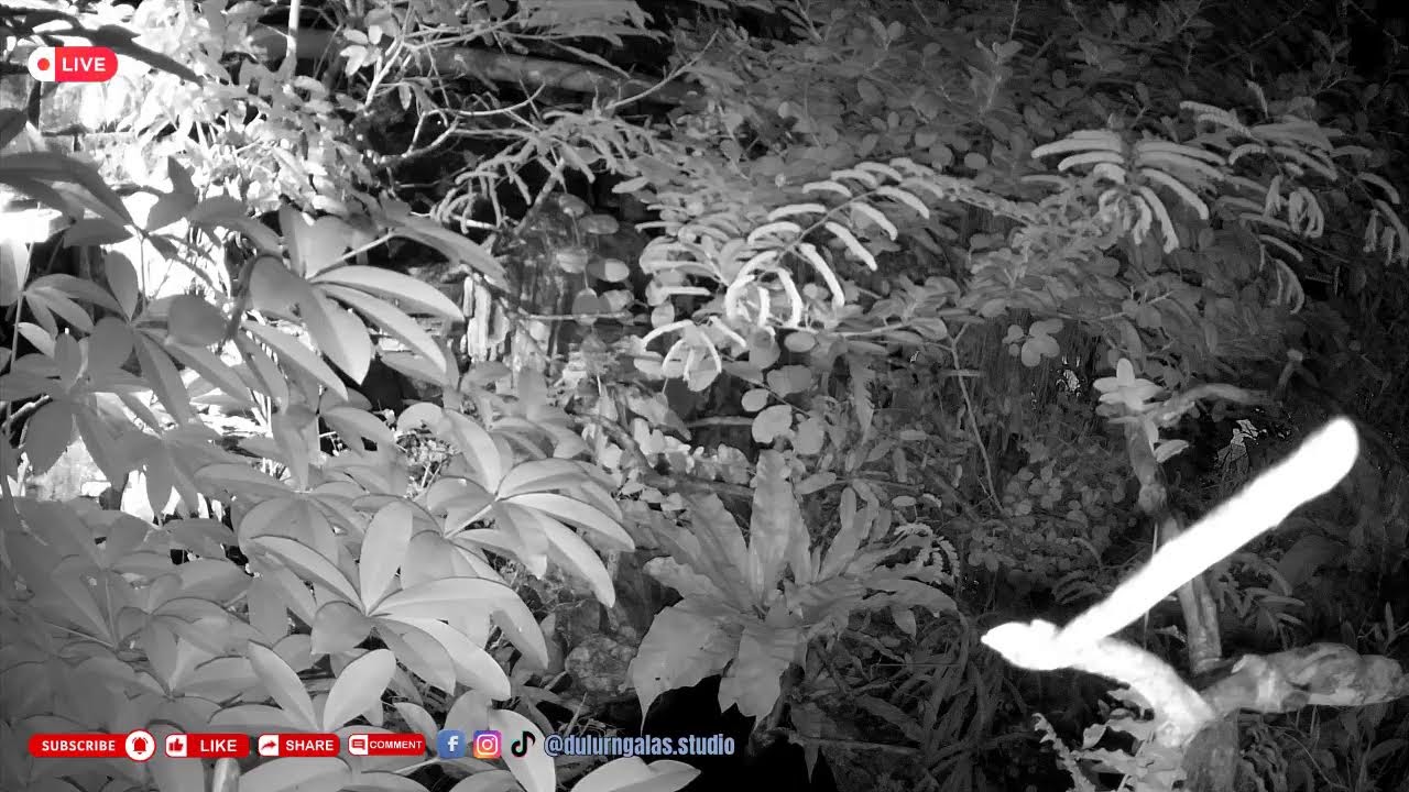 Kandang Burung Online