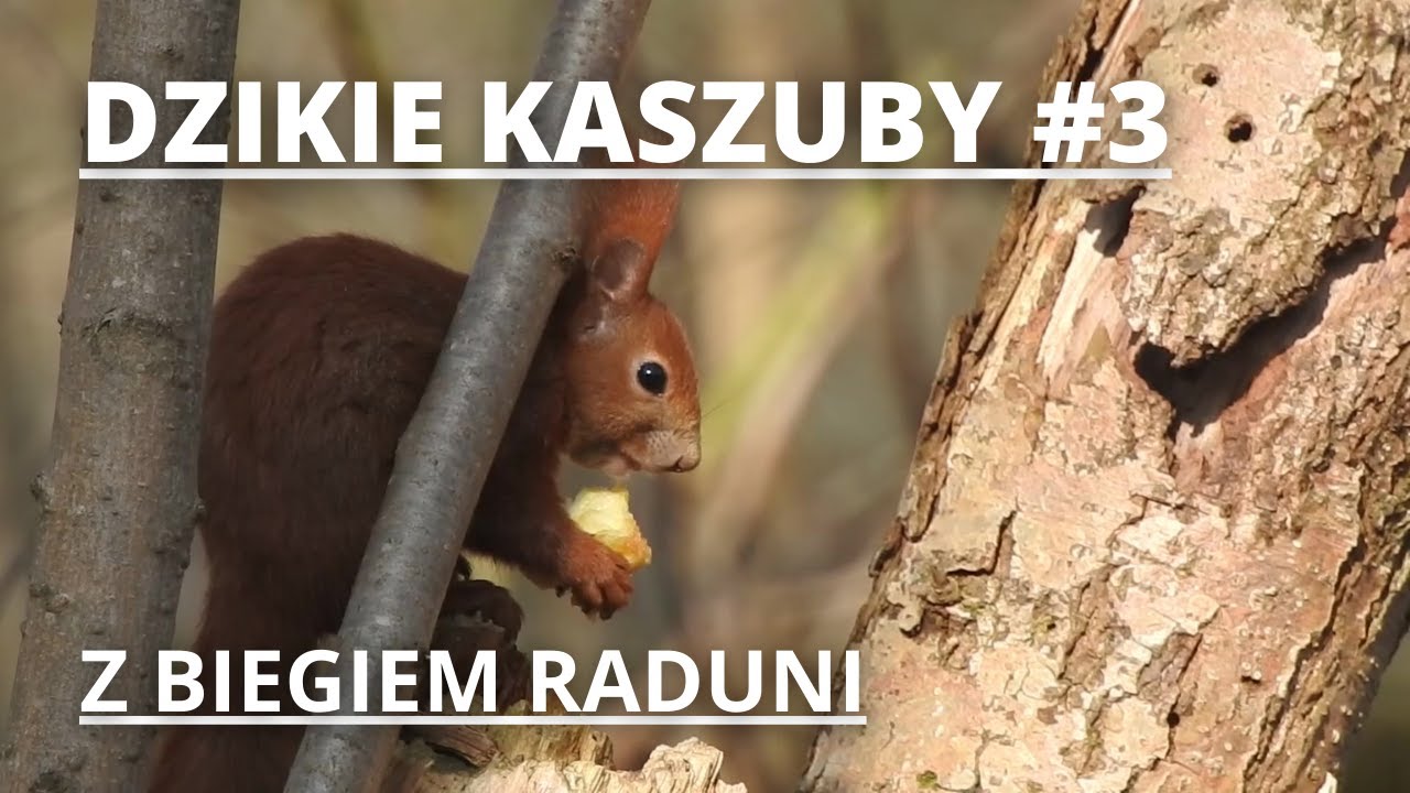 DZIKIE KASZUBY #3 - Z biegiem Raduni