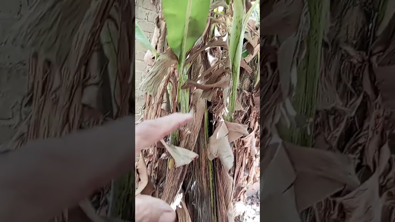 ,,,, se dan Muy buenos racimo,,,