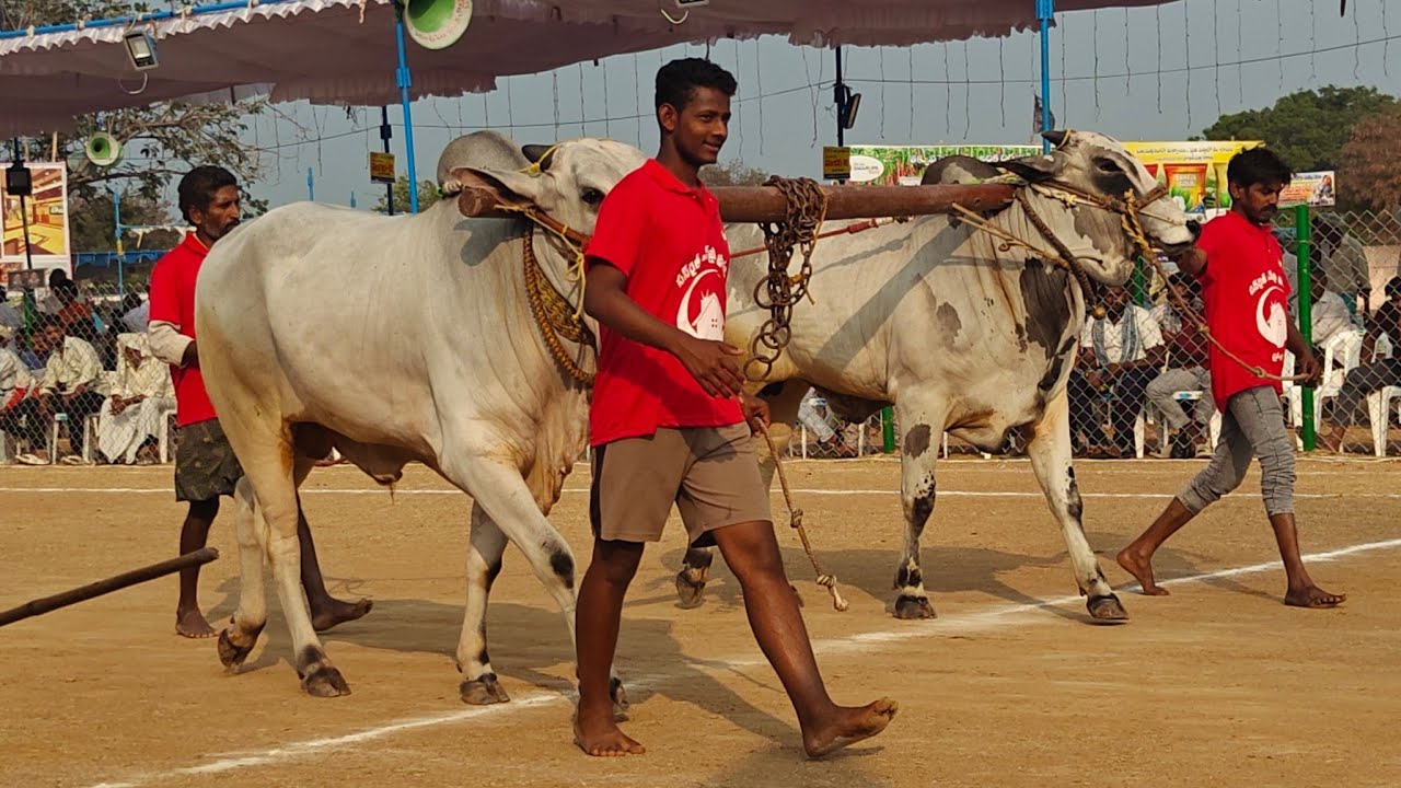 రెంటచింతల 2 పళ్ళు 10వ గుత్తా.వెంకాయ్యమ్మ గారు గోవిందాపురం గ్రామం పల్నాడు జిల్లా..