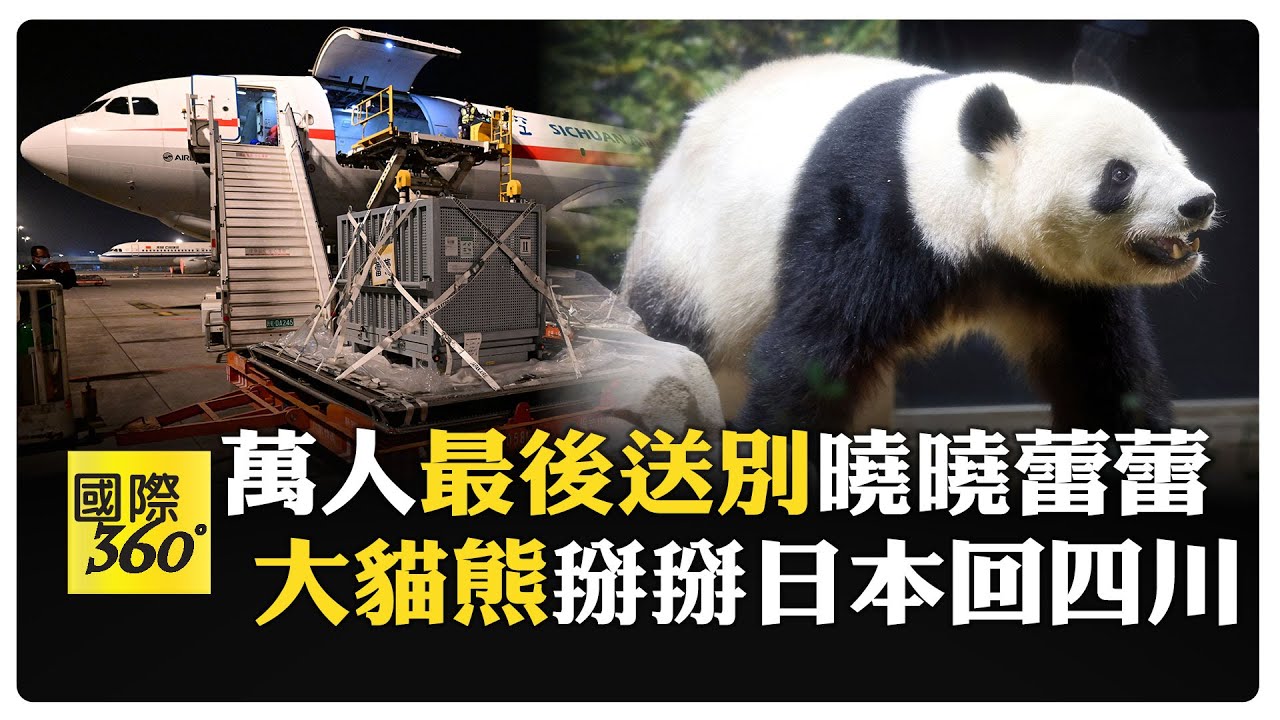 大貓熊曉曉蕾蕾返鄉四川 日本粉絲送別爆哭 凌晨抵達接機粉絲:寶貝回來了  【國際360】20260128@全球大視野Global_Vision