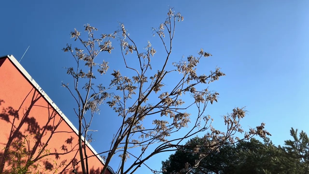 G&ouml;tterbaum ein Problembaum