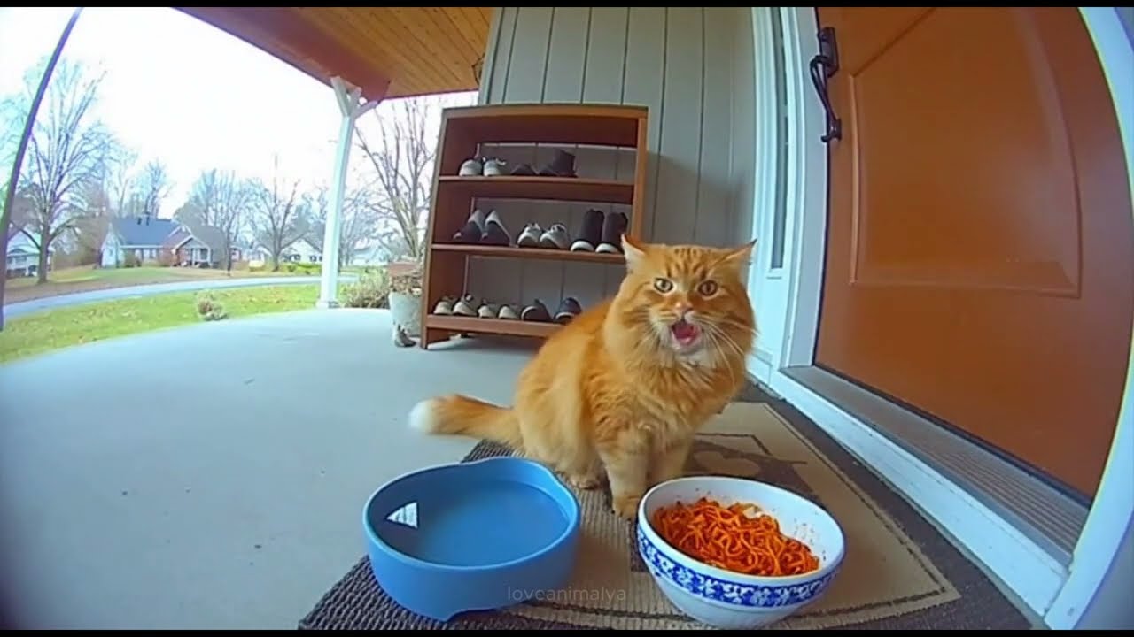 Animals Tried Spicy Fire Noodles… Instant Regret