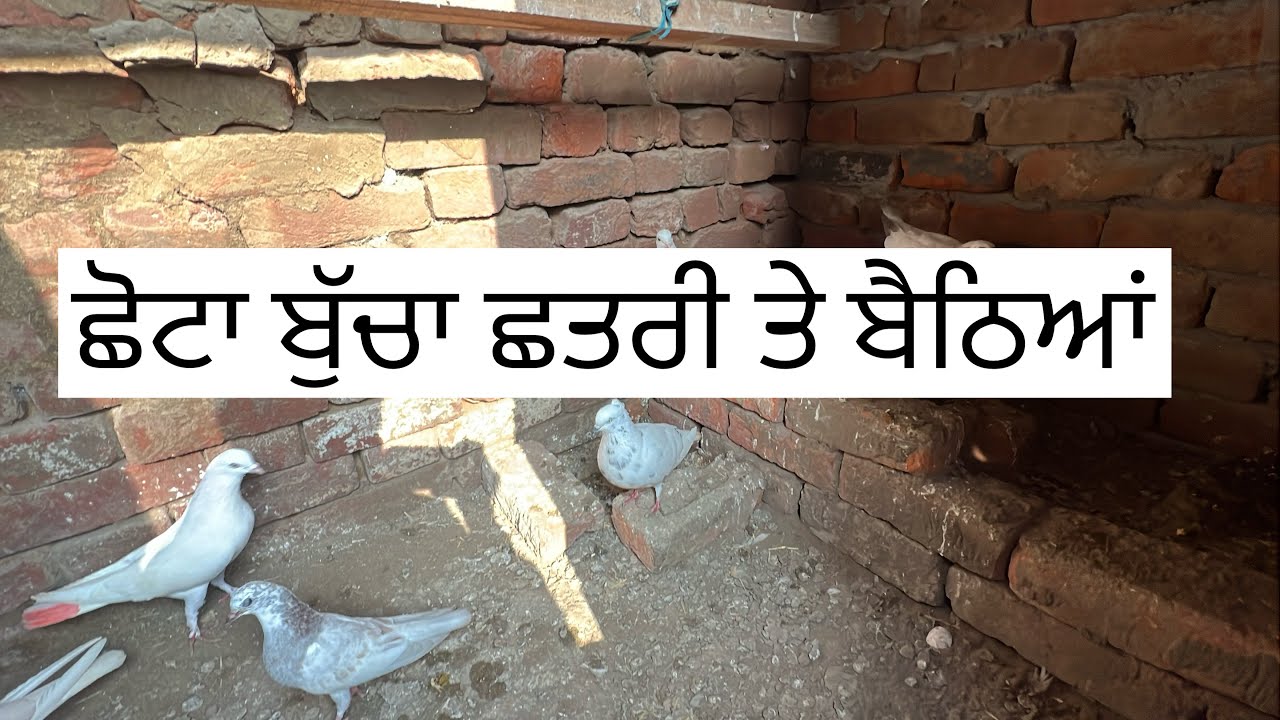 ਅੱਜ ਫਿਰ ਮੀਂਹ ਪੈ ਗਿਆ 🌧️॥ ਲਾਲ ਸਿਰਾ ਨਾਲੇ ਛੁੱਟਾ ਬੁੱਚਾ ਛਤਰੀ ਤੇ ਬੈਠੇ 🕊️॥ ਦੋਖੇ ਵਿਡਿਉ 🙏🏻॥ @laddisharma290 