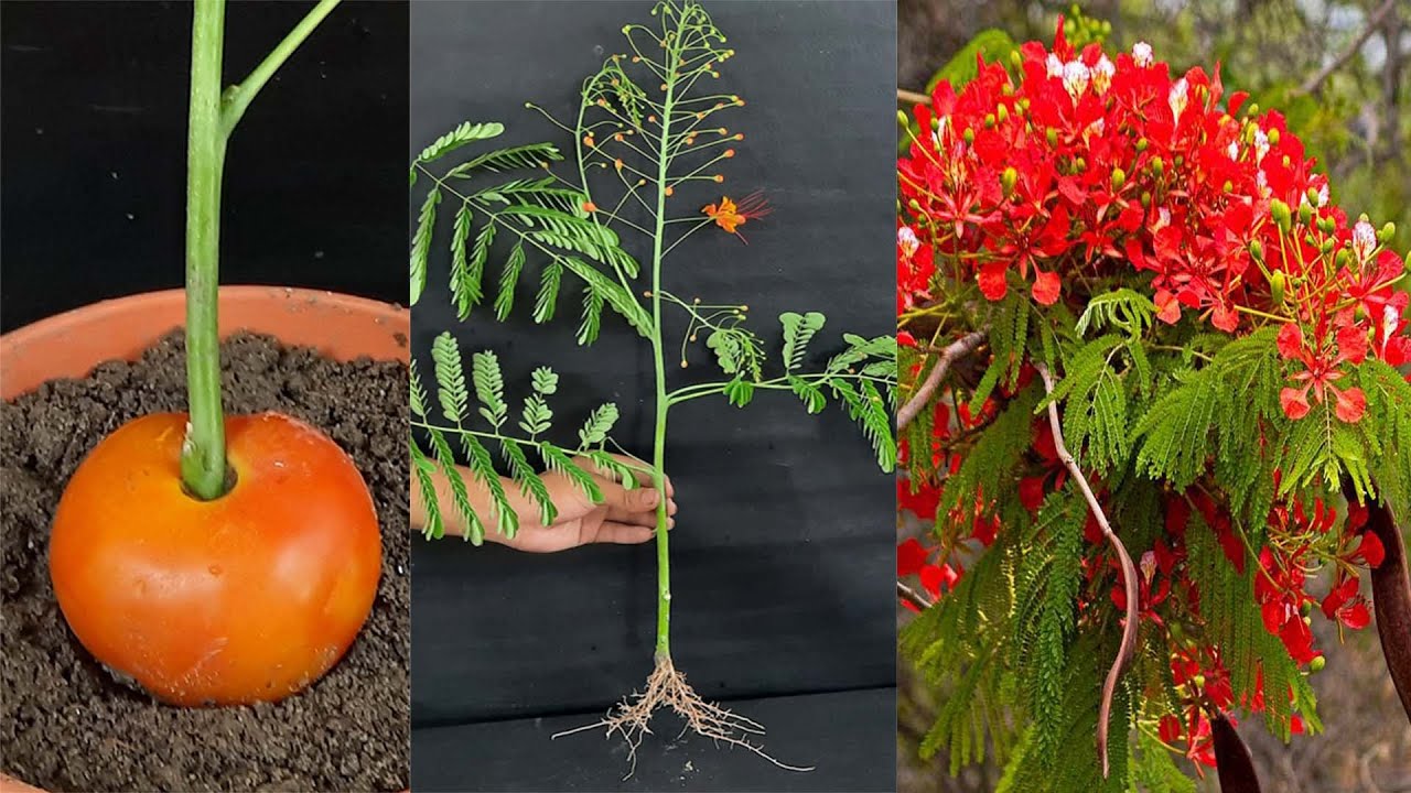 Grow gulmohar (Delonix regia) from cutting / with update