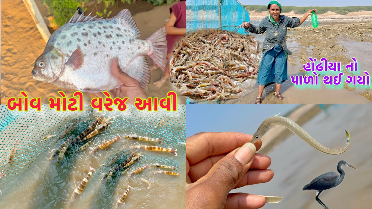 આજે તો હોંઢીયા નો પથારો થઈ ગયો 🦐 jinga fishing 🍤 dariyai khedut