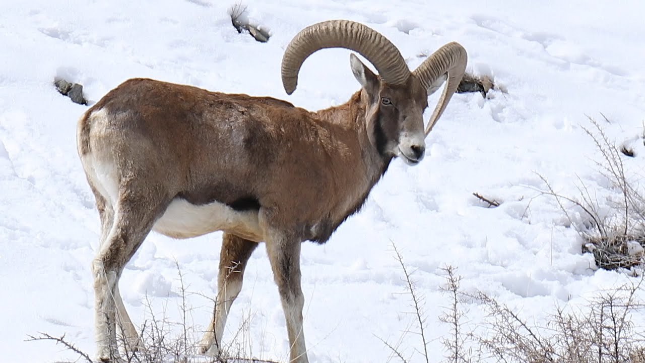 Ladakh Urial - The Endangered Goat of Himalayas | Biodiversity Conservation | @RoundglassSustain
