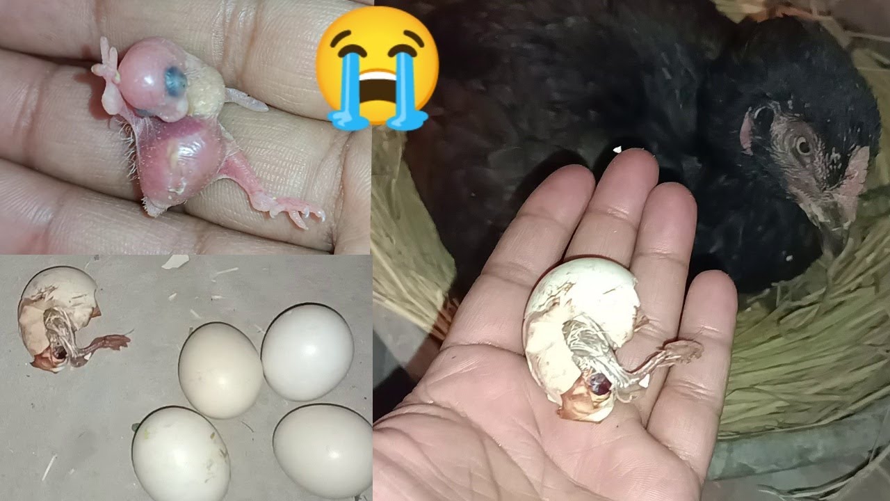Murgi Na Apna Chozay Mar Diya 😭 &ndash; Murgi BAD Video &ndash; Eggs Harvesting - 3mbvlogs
