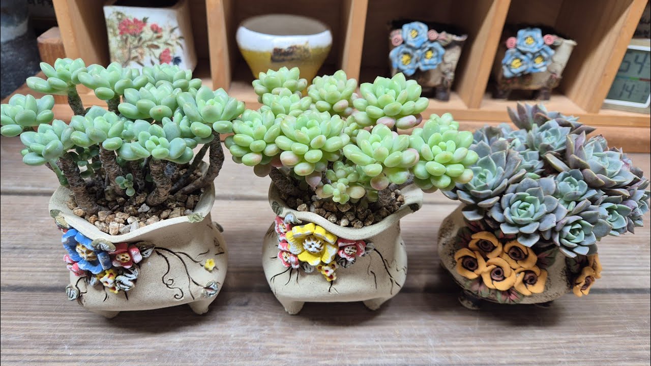 251229.De공방분&캐비어 매장지킴이 식재해요 