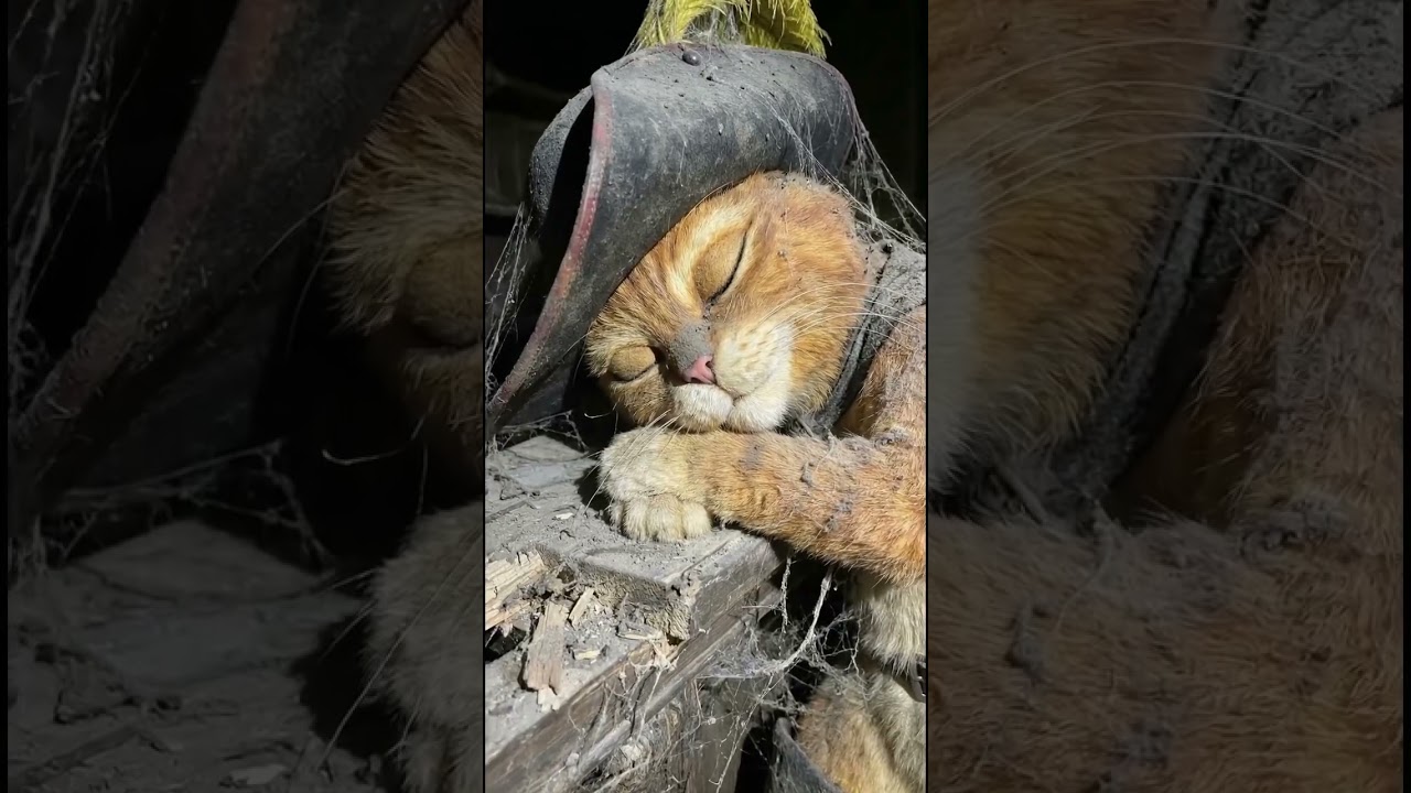 SHREK CHARACTERS 😔.    