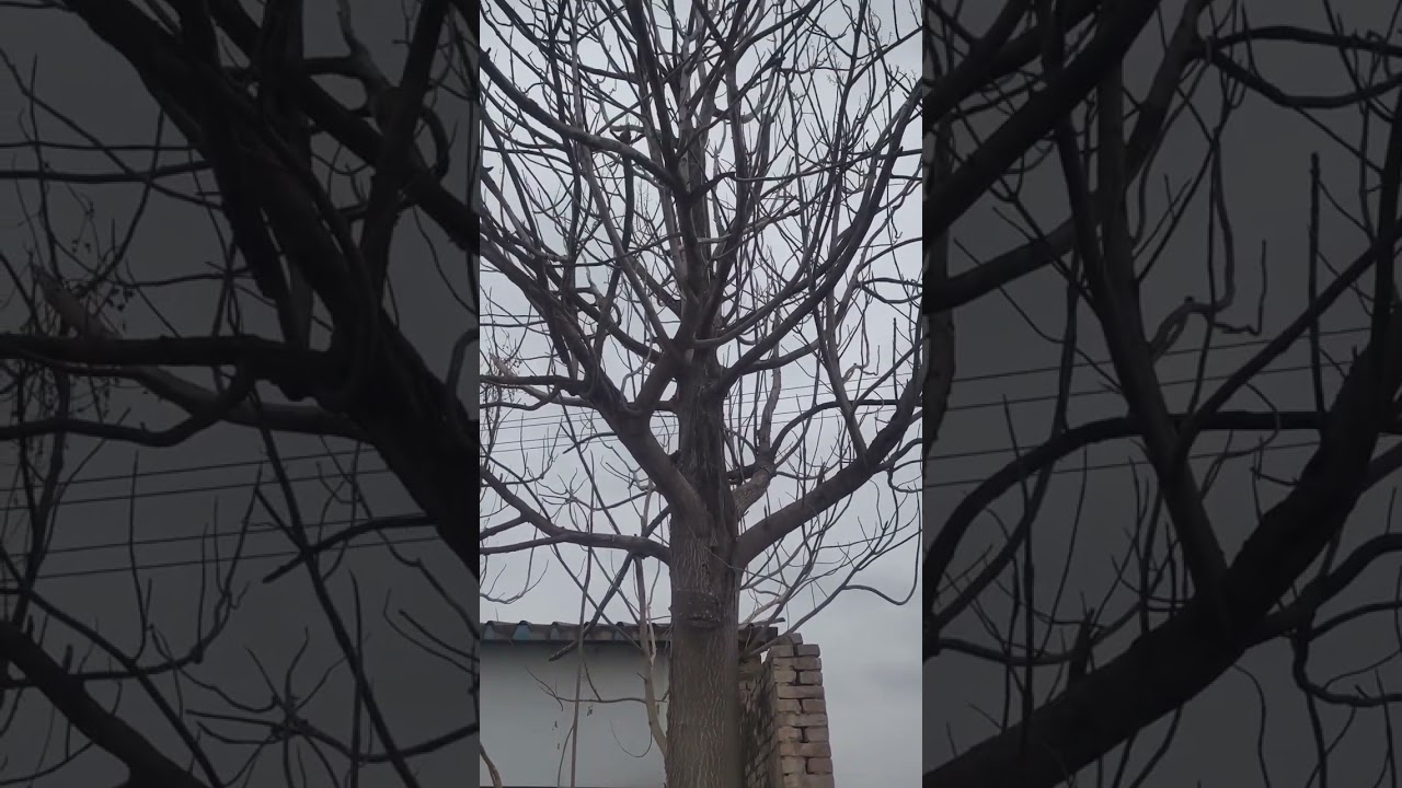 中国北方农村现状