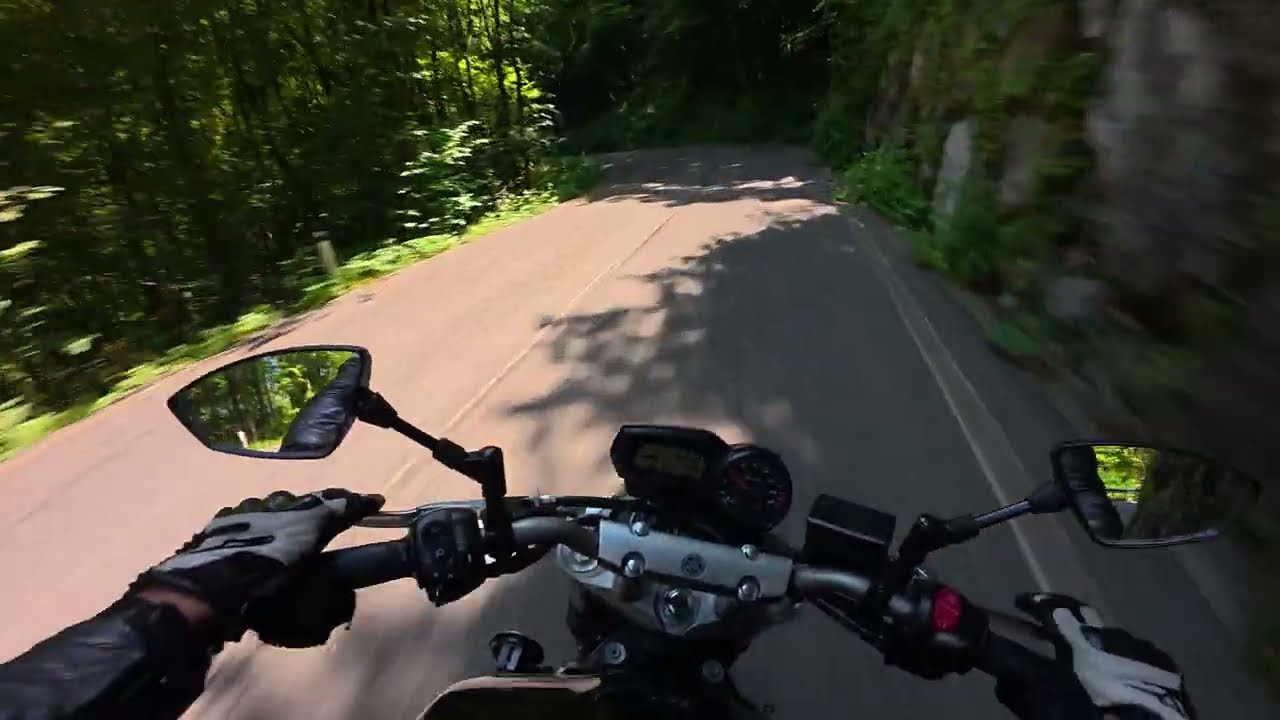 Forest Ride | Yamaha FZ6 [PURE SOUND] 4K