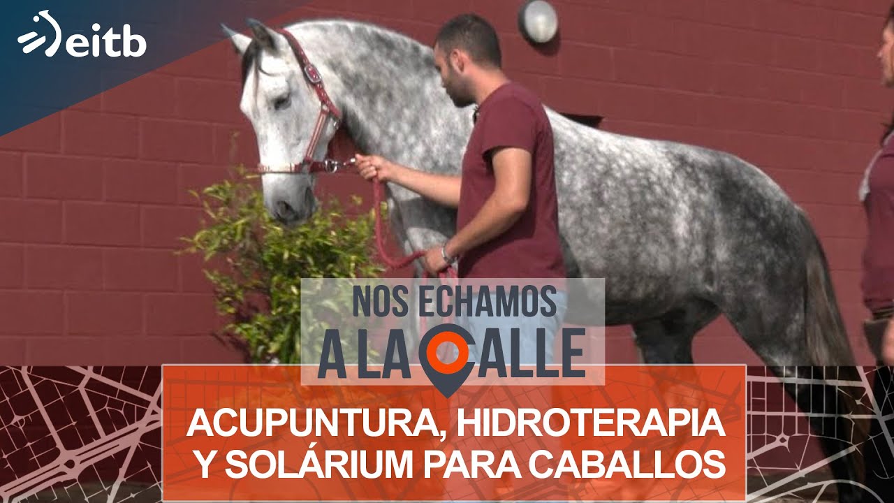 Acupuntura, hidroterapia y solárium para caballos en Iurreta
