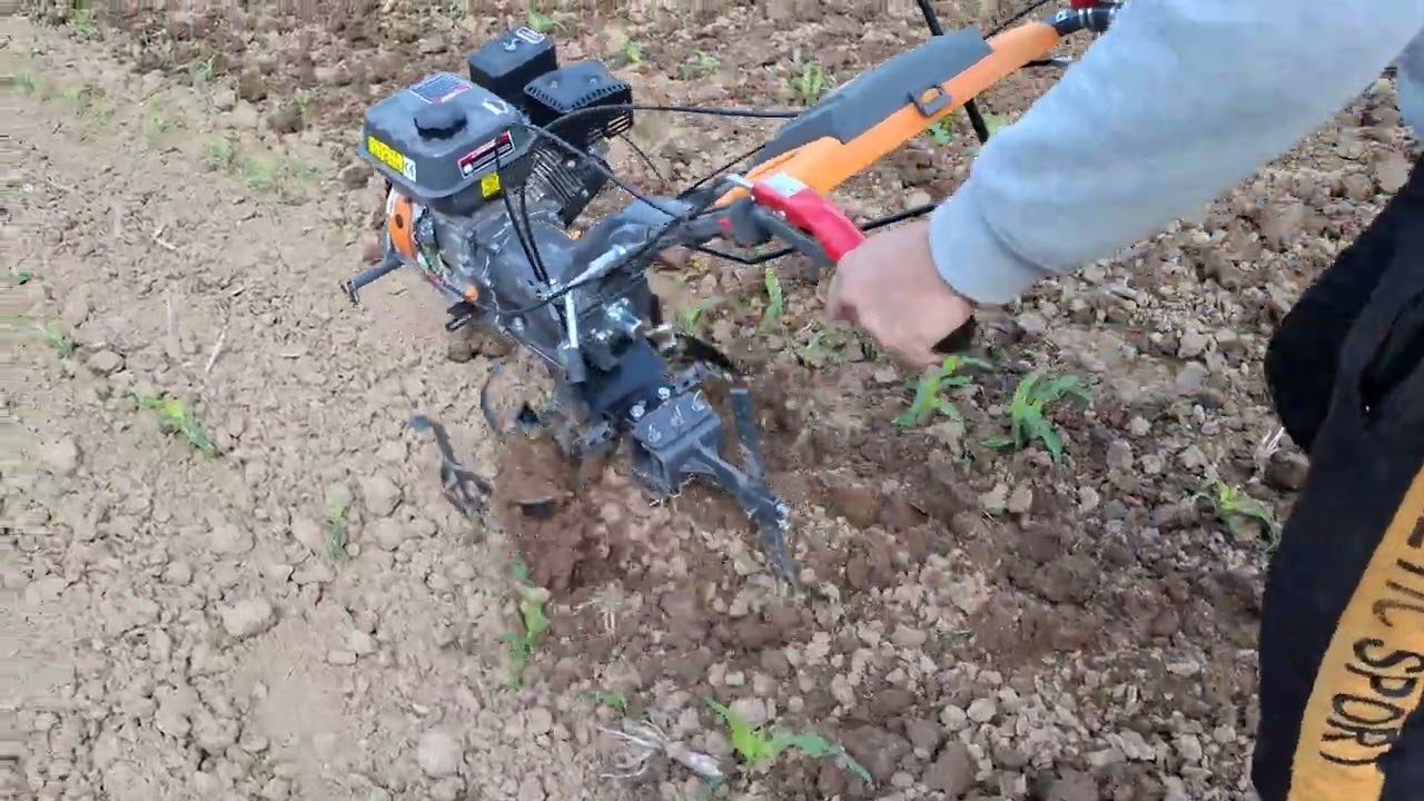 Frezam porumbul cu motocultorul