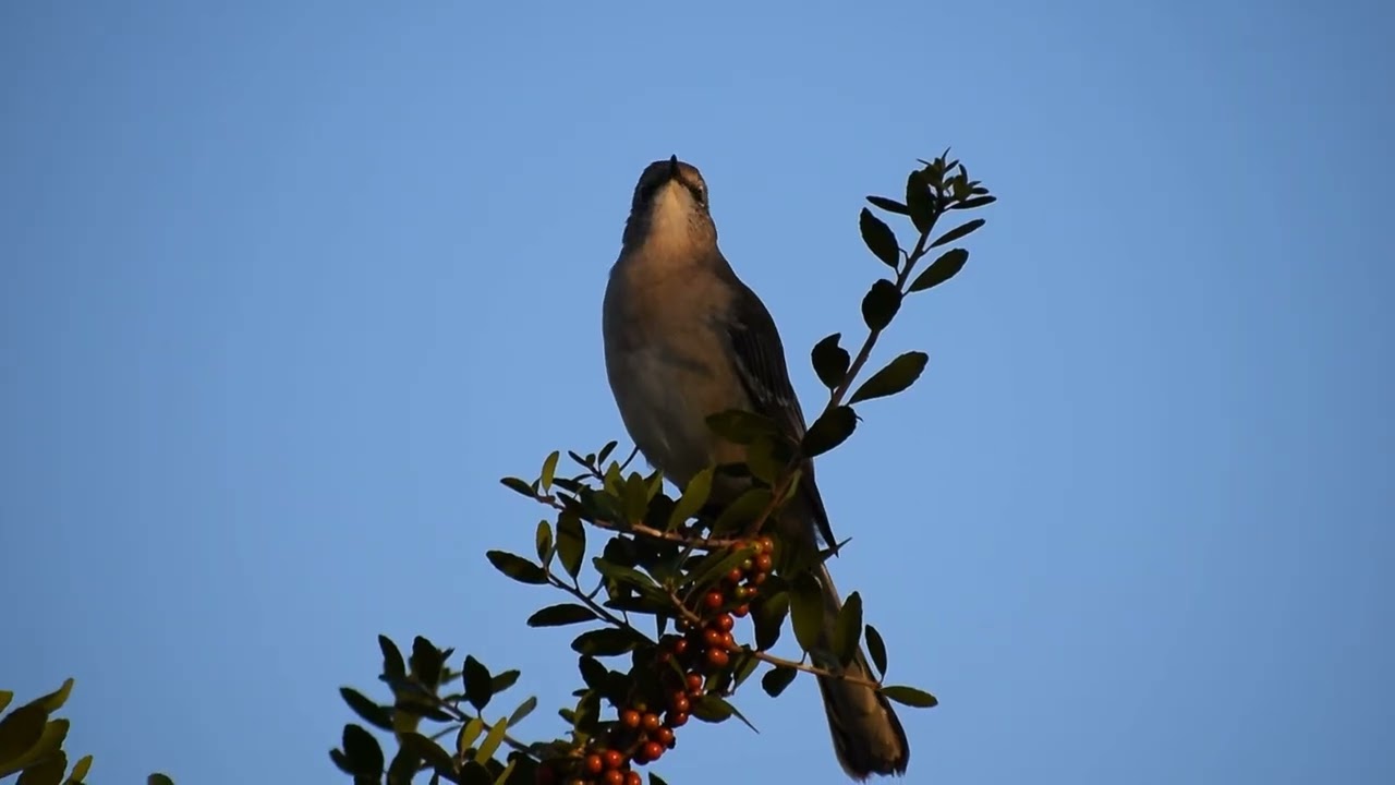 Northern Mockingbird | 10/2/2025 | Longview TX