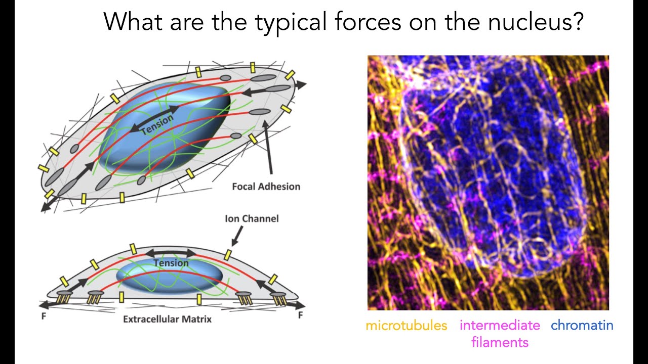 Nuclear Mechanobiology _Prosser,  2020