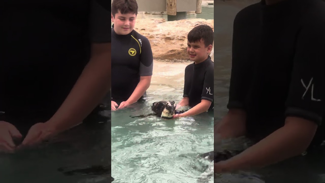 How far will you go to Swim with Penguins in Kansas #tanganyikawildlifepark #wildlifeexperience