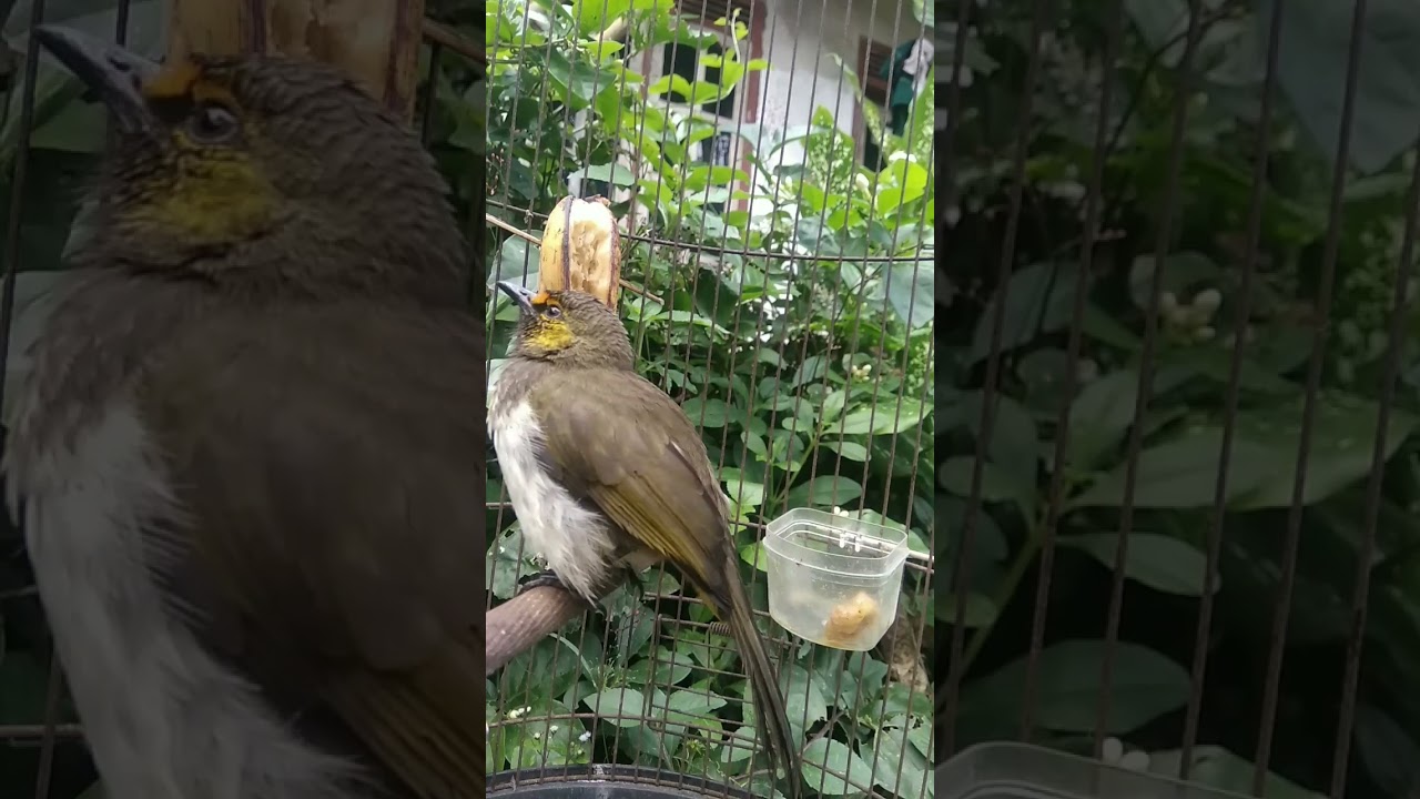 cucak Wilis gacor full tembakan