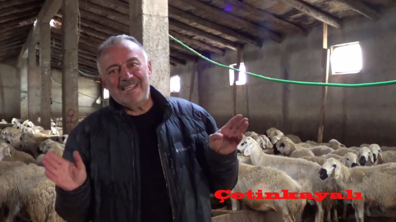 KANGAL EYMİR KÖYÜ AYDIN DOĞAN DAVARLARI