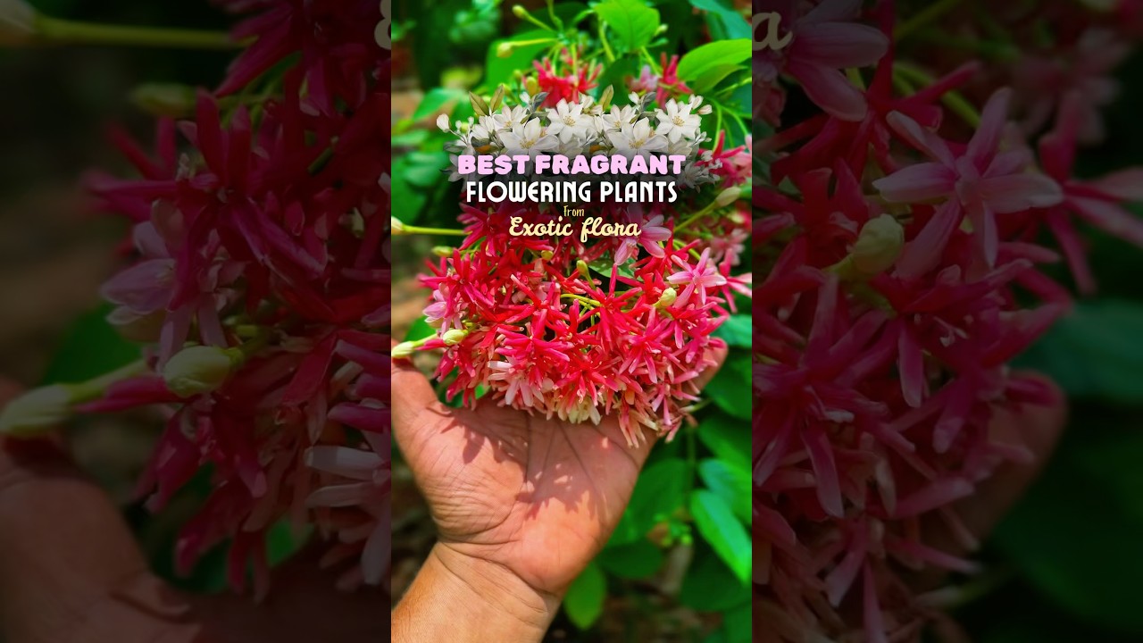 Best Fragrant Flowering plants from www.exoticflora.in   