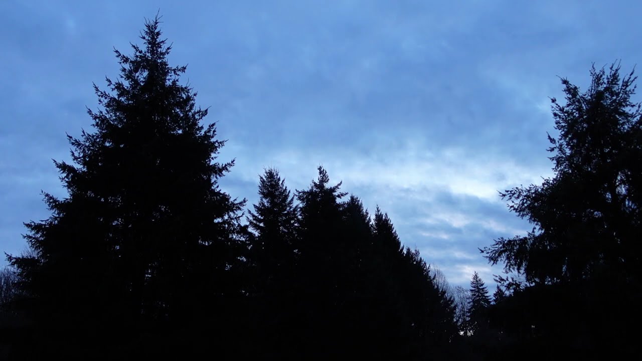 Morning Birds and Sky at dawn - 02/20/2026