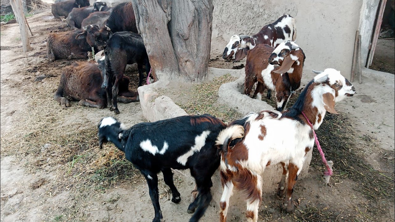 bakriyan buffalo animal new video vlog Janwar 2026