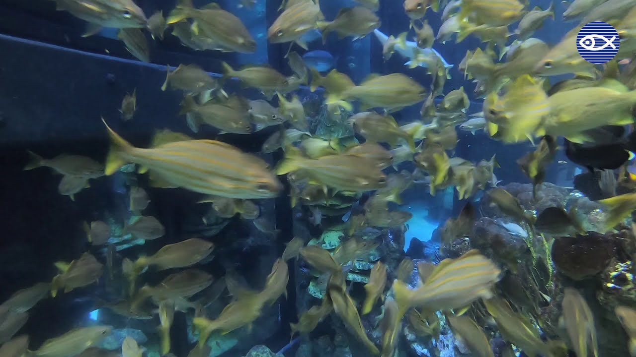 Virtual Visit: Zen Aquarium!