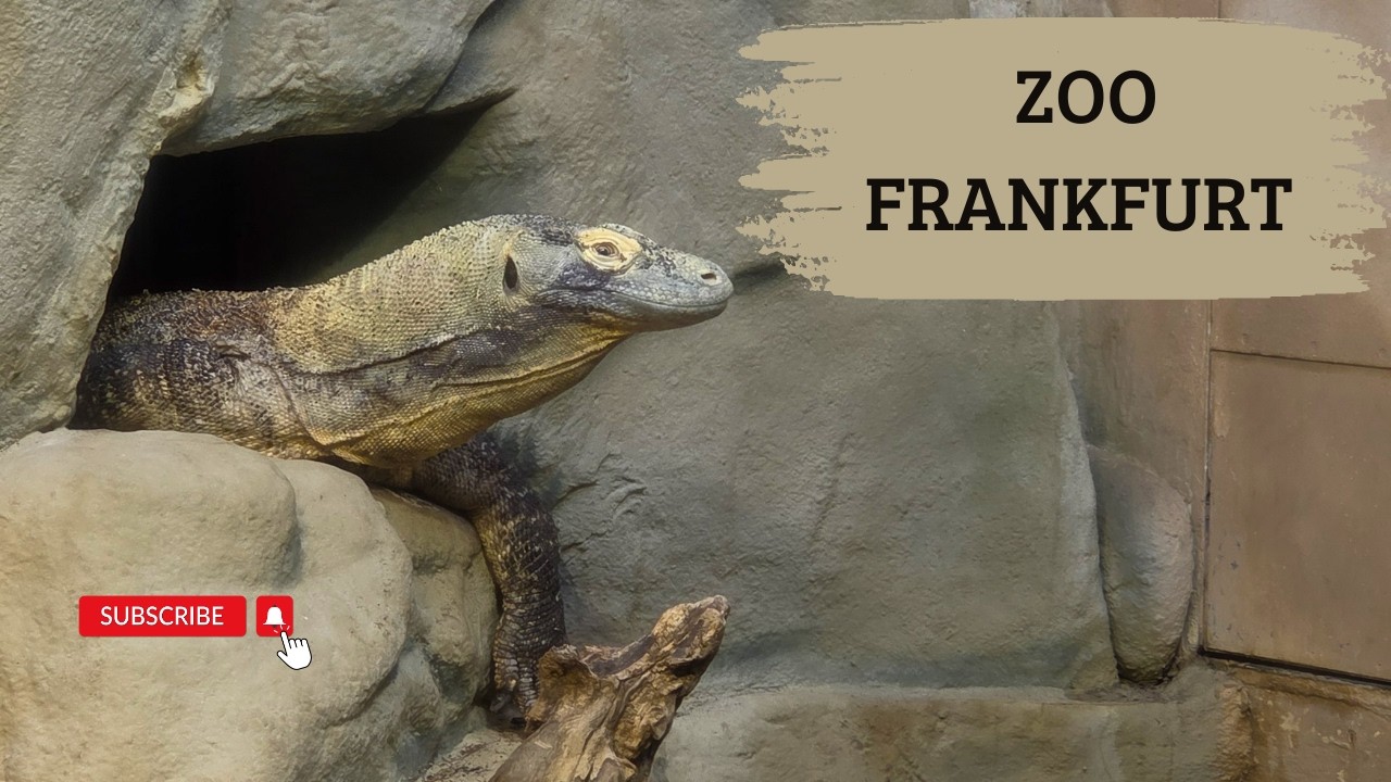 Vadvilág a város szívében | Frankfurt Zoo (Cinematic 4K)