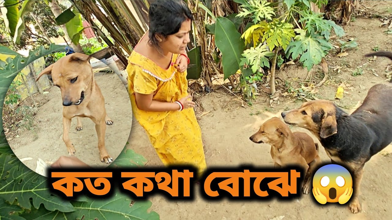 এরা কখনো বেঈমান হতে পারে না 🤗 | real life vlog 