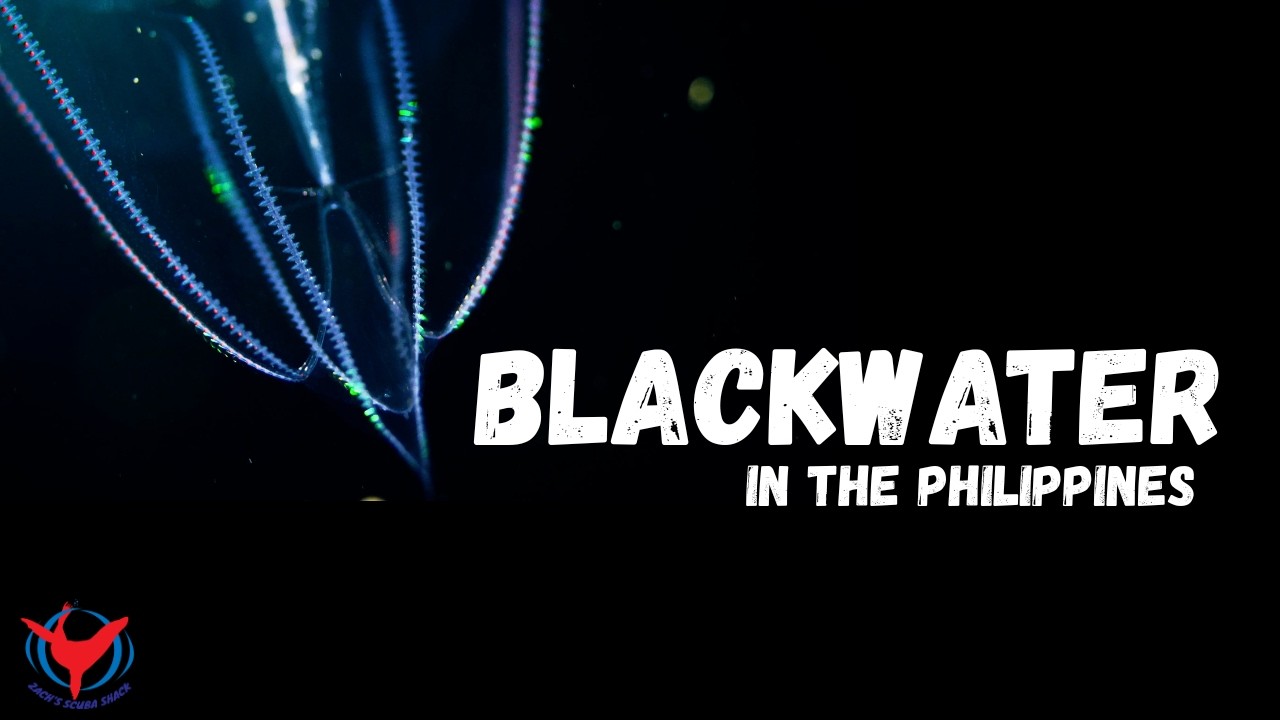Blackwater Diving in the Philippines