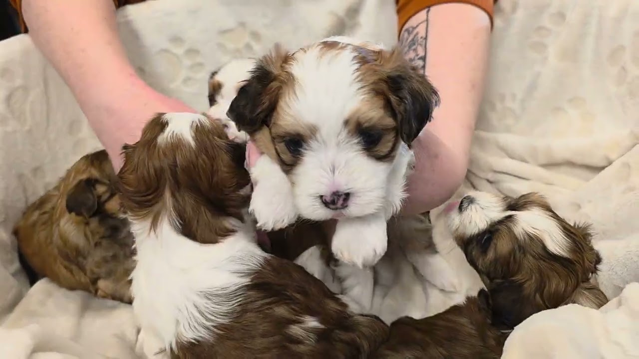 Havanese puppies  - Genie and Toby's litter  4 weeks old