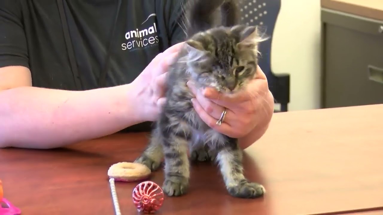 Brother and sister duo, Clint and Laura, ready for adoption