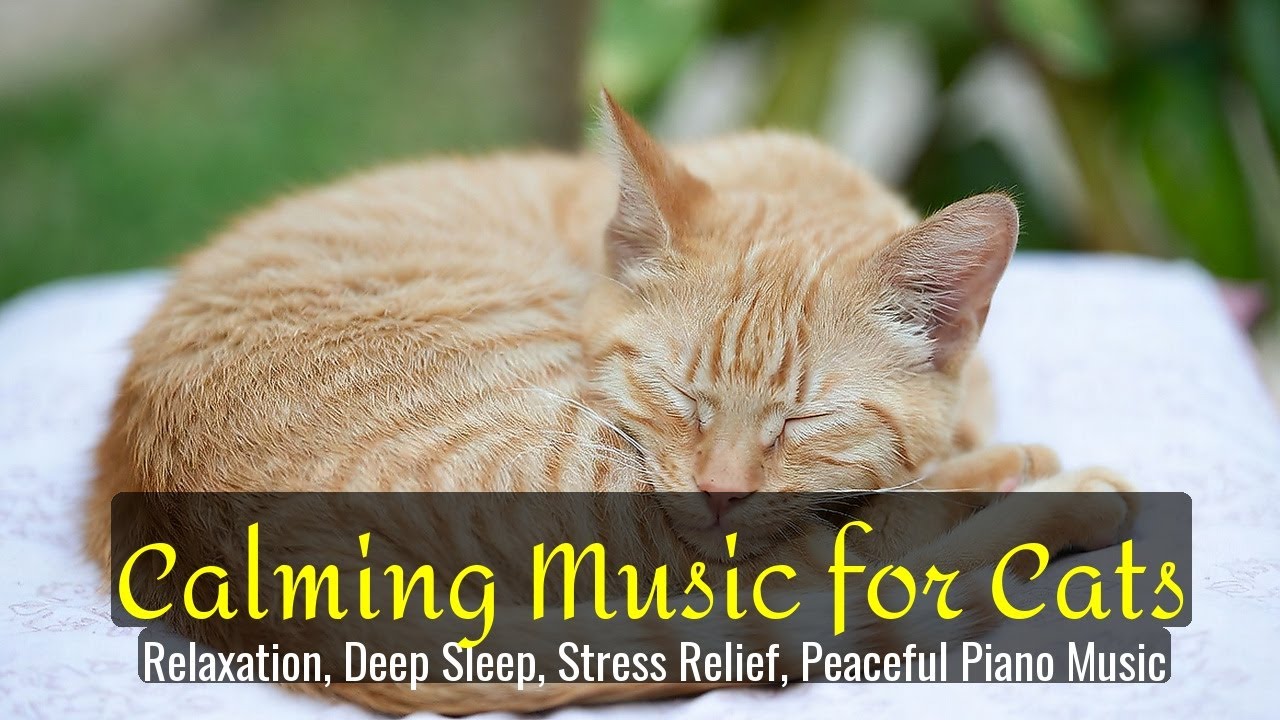 LIVE Adorable Kitten Nap for Stress Relief 😴 | Season 26