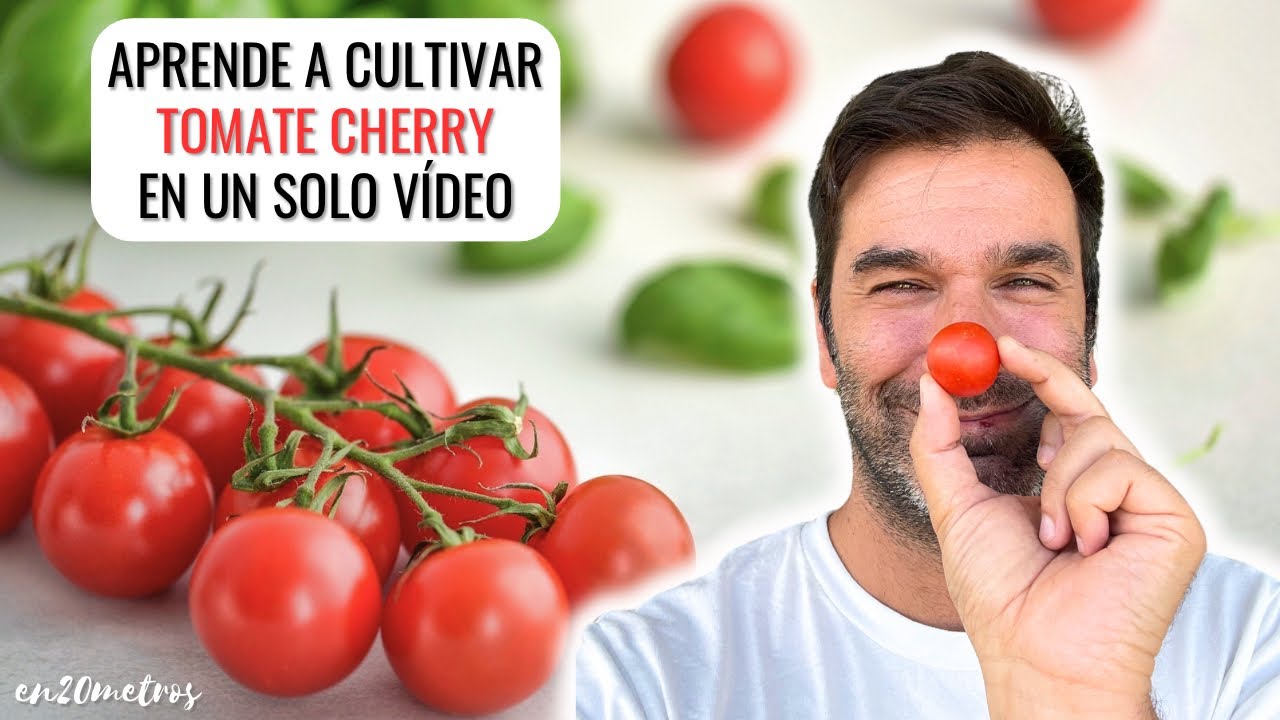 APRENDE A CULTIVAR TOMATE CHERRY: el tutorial más sencillo de Youtube || en20metros