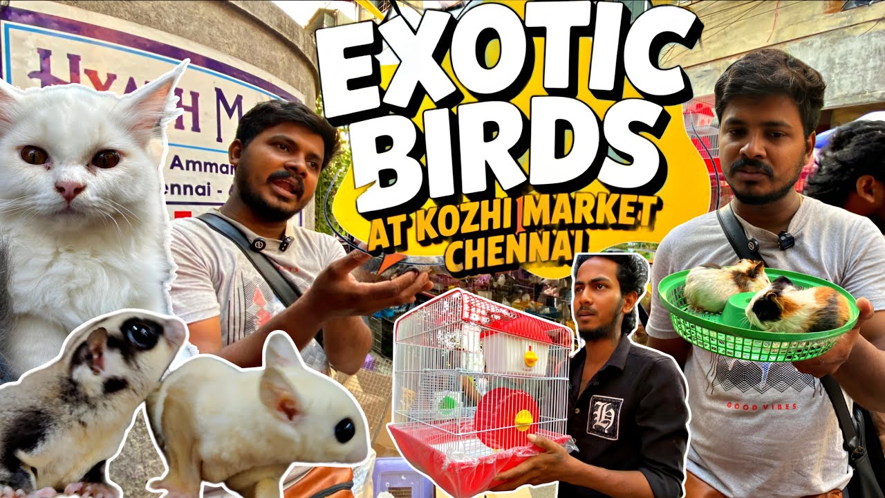 Chennai Broadway Exotic Pet Market 2025🔥|Buy & Sell any PET Here 😻 Parrots,Sugar Gliders & More 🐾