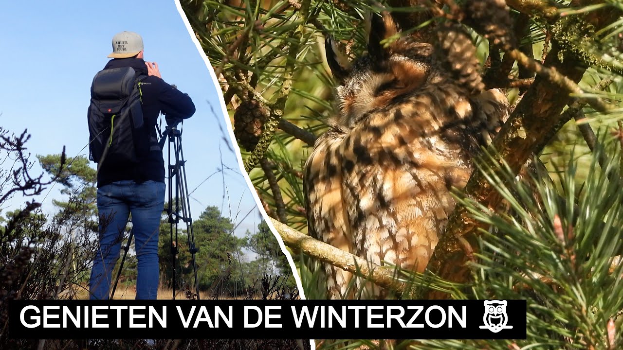 #235: Ransuilen in het winterzonnetje 🦉 | Nikon P1000