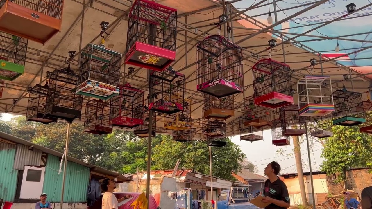 MEWAH 🔥 CUCAK IJO NEMBAK KASAR NGEKEK PANJANG PANJANG BONGKAR ISIAN