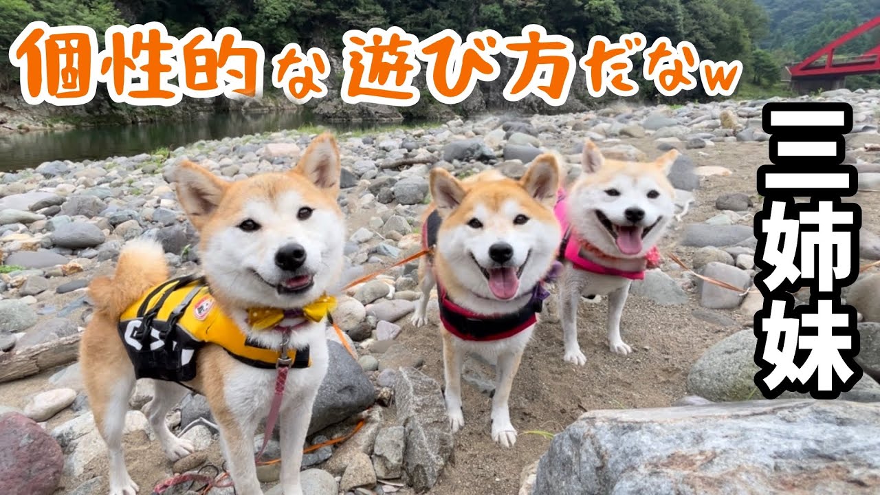 柴犬三姉妹の川遊びが個性的でミラクル起きた！ ※お浸かりトマトさん