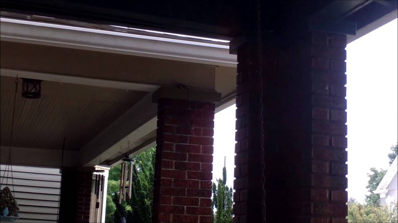 Loud bird disturbs my sleeping cat