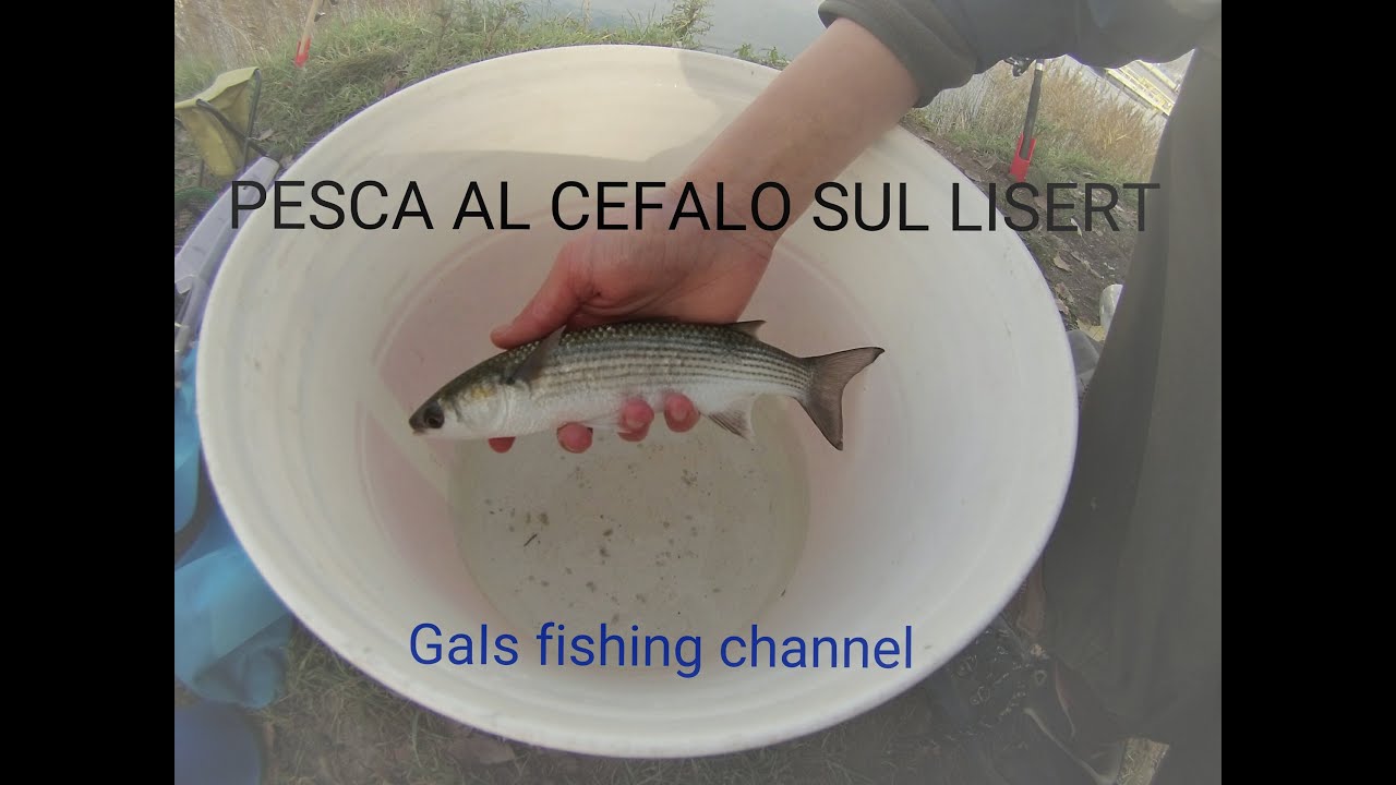 PESCA AL CEFALO SUL LISERT