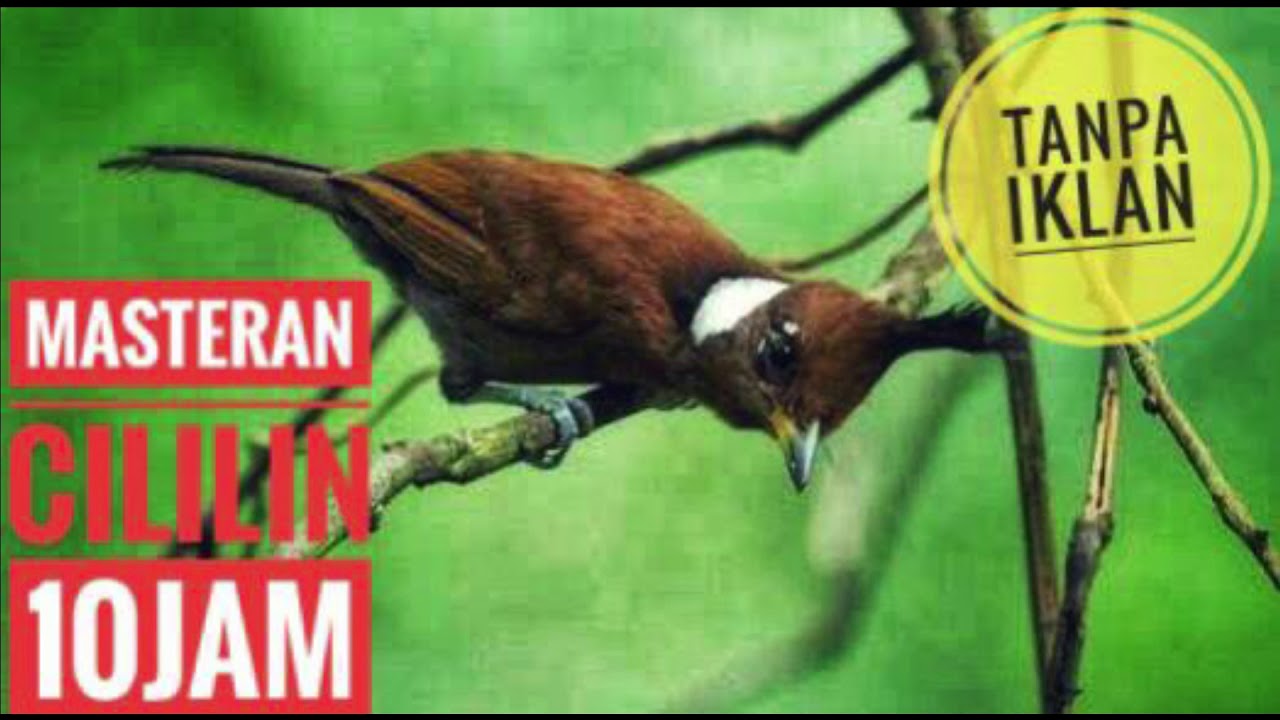 Masteran Cililin Durasi Panjang 10 Jam|Jernih|Nembak Roll|Gacor