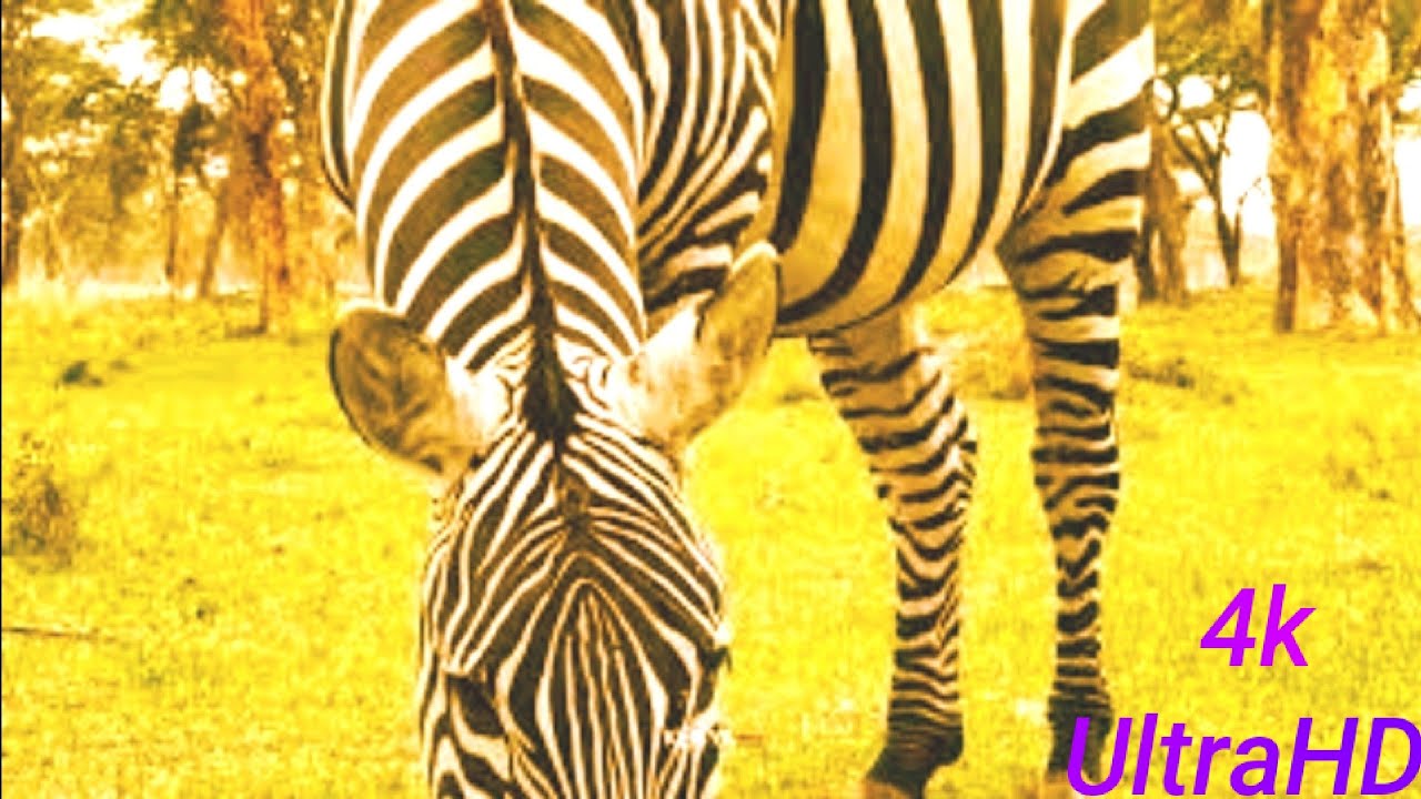 4K VIDEO (UTRAHD) AFRICAN WILDLIFE FASCINATING BEAUTY