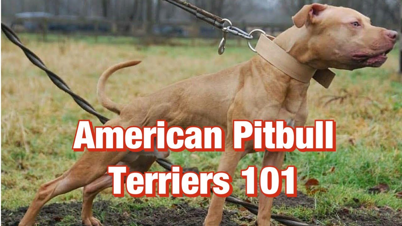 American Pitbull Terriers 101