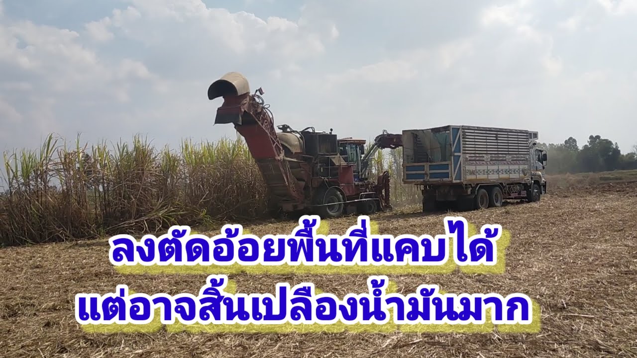 รถตัดอ้อยขนาดใหญ่ ลงตัดพื้นที่แคบ EP 39/69